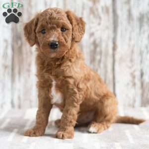 Jarell, Mini Goldendoodle Puppy